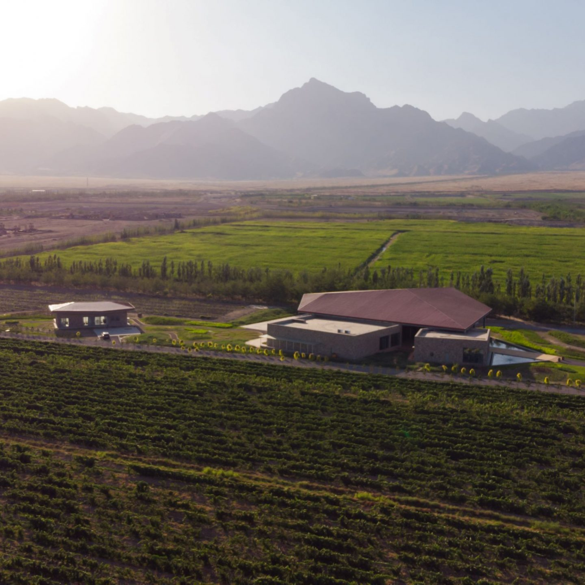 Wines of Silver Heights, Ningxia China