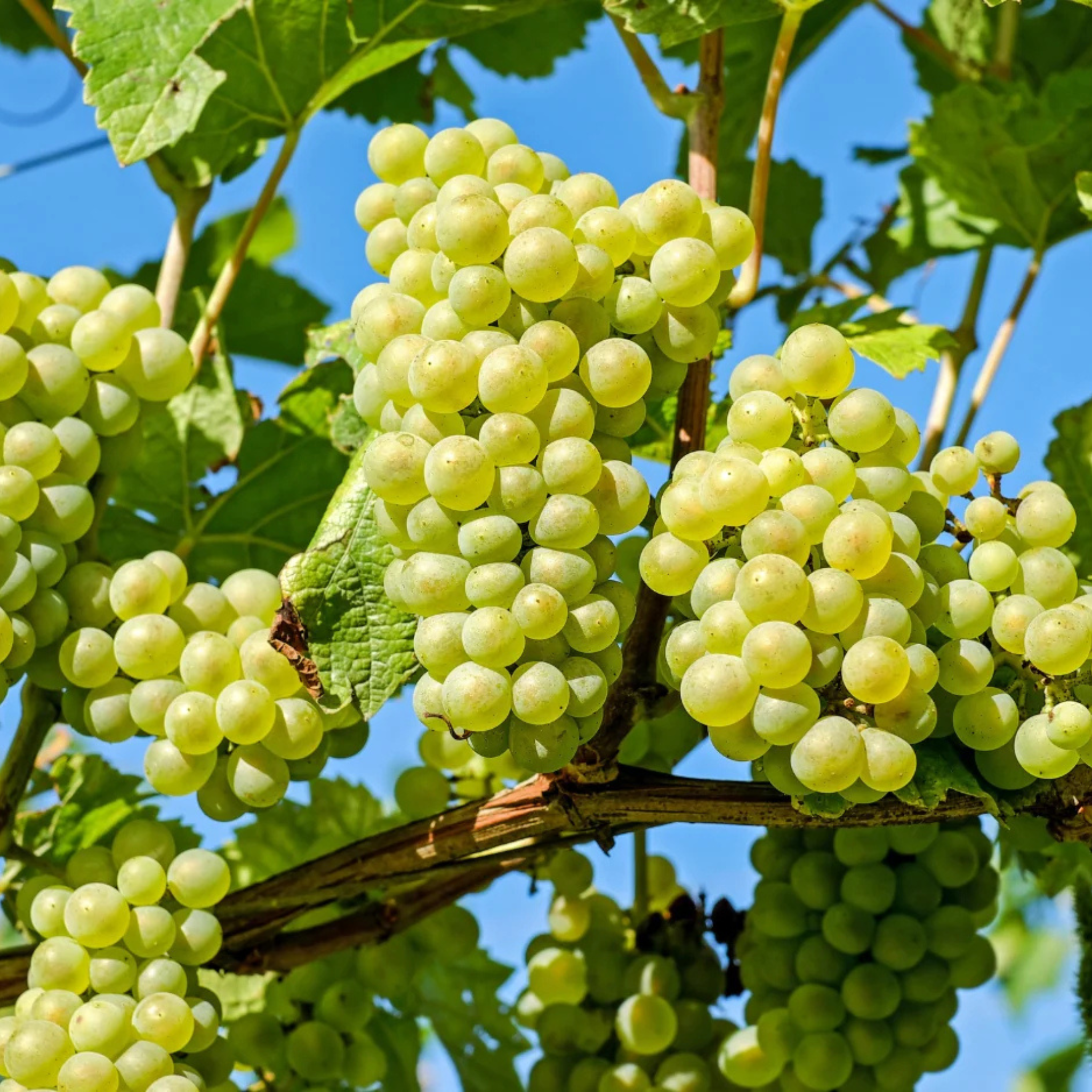 Chenin 5 Ways