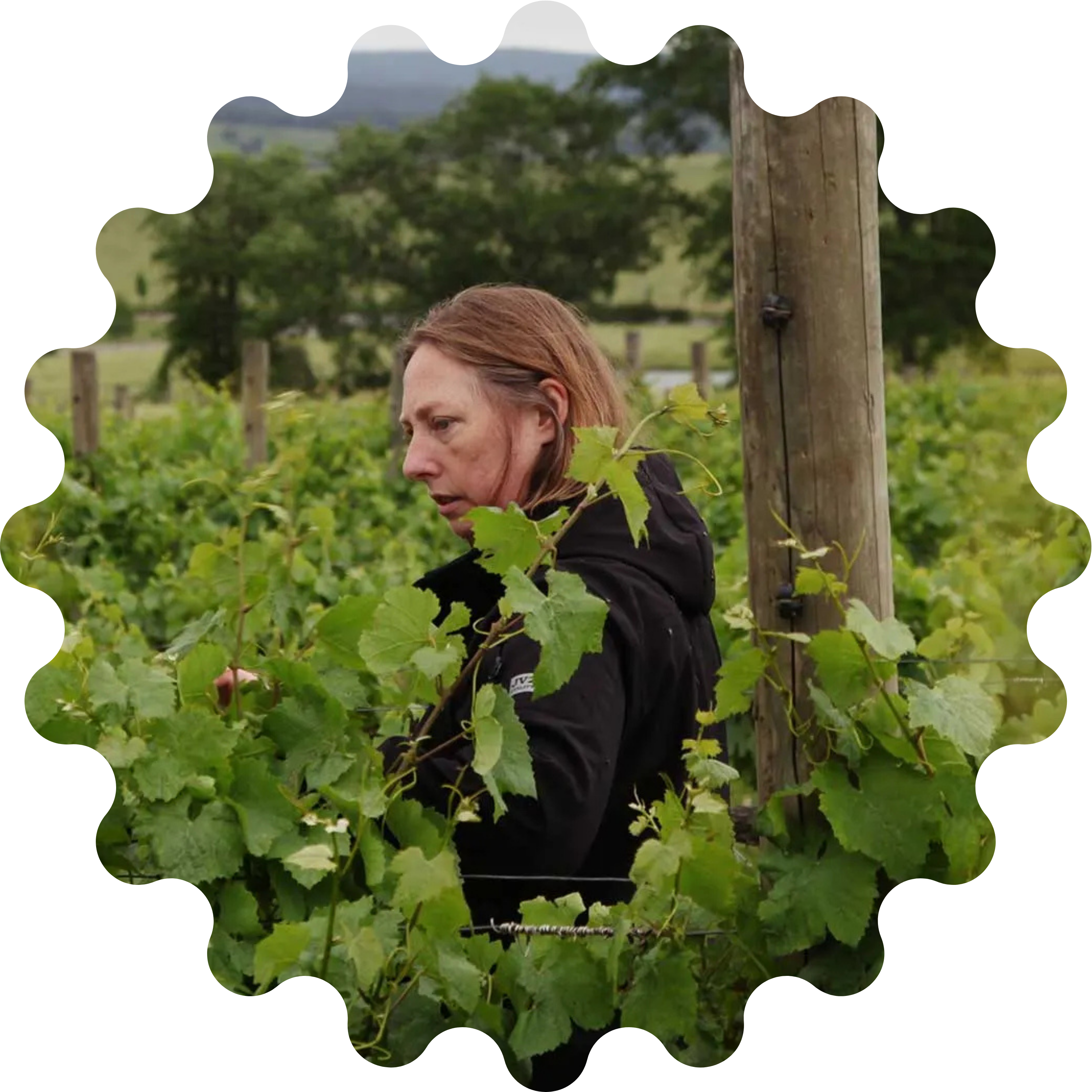 winemaker